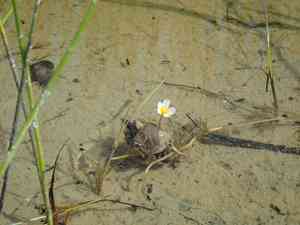 Thread-leaved water crowfoot(Ranunculus trichophyllus)