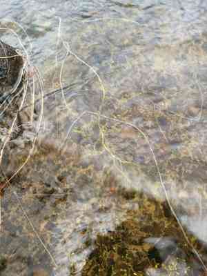 Thread-leaved water crowfoot(Ranunculus trichophyllus)