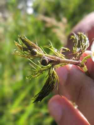 Thread-leaved water crowfoot(Ranunculus trichophyllus)