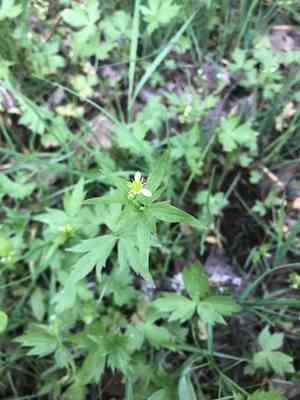 Woodland buttercup(Ranunculus uncinatus)
