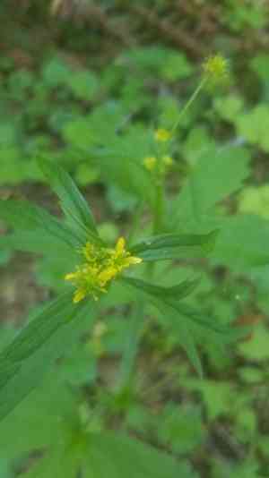 Woodland buttercup(Ranunculus uncinatus)