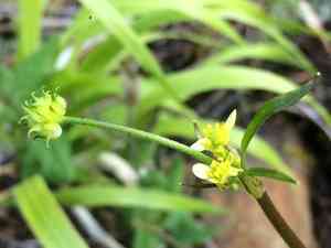 Woodland buttercup(Ranunculus uncinatus)