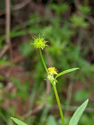 Woodland buttercup(Ranunculus uncinatus)