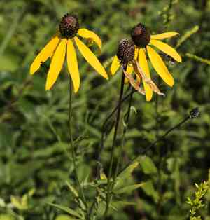 Gray-headed Coneflower(Ratibida pinnata)
