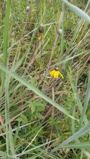 Gray-headed Coneflower(Ratibida pinnata)