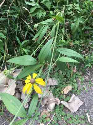 Gray-headed Coneflower(Ratibida pinnata)