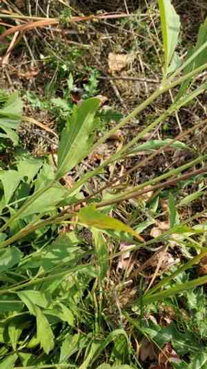 Gray-headed Coneflower(Ratibida pinnata)