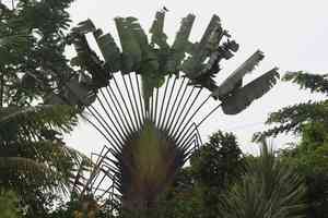 Traveller's palm(Ravenala madagascariensis)