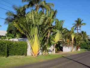 Traveller's palm(Ravenala madagascariensis)