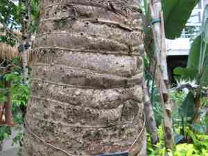 Traveller's palm(Ravenala madagascariensis)