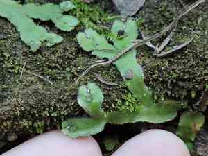 Purple-margined liverwort(Reboulia hemisphaerica)