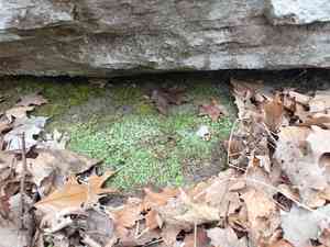 Purple-margined liverwort(Reboulia hemisphaerica)