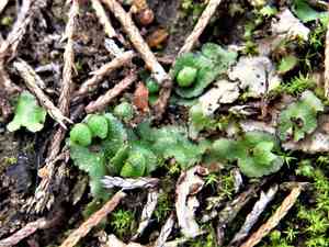 Purple-margined liverwort(Reboulia hemisphaerica)