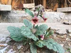 Rehmannia(Rehmannia glutinosa)