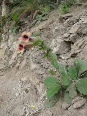 Rehmannia(Rehmannia glutinosa)