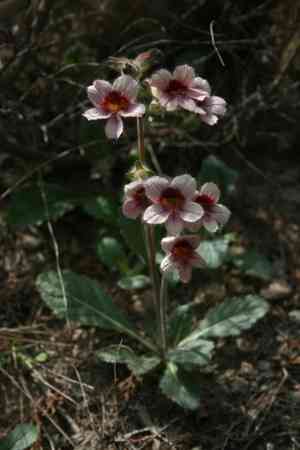 Rehmannia(Rehmannia glutinosa)