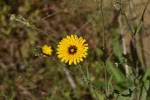 False sow-thistle(Reichardia tingitana)