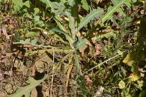 False sow-thistle(Reichardia tingitana)