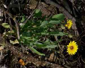 False sow-thistle(Reichardia tingitana)