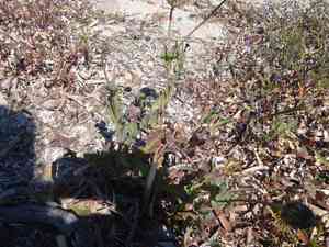 False sow-thistle(Reichardia tingitana)