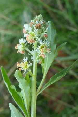 Garden mignonette(Reseda odorata)