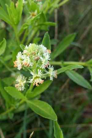 Garden mignonette(Reseda odorata)