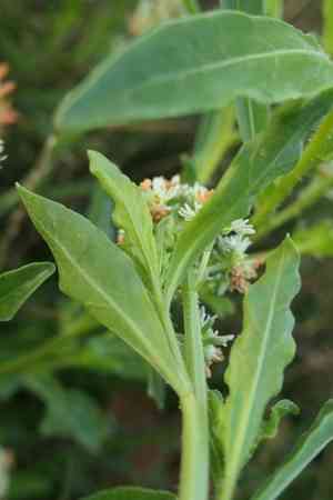 Garden mignonette(Reseda odorata)