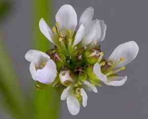 Garden mignonette(Reseda odorata)