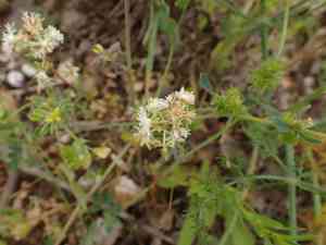 Rampion mignonette(Reseda phyteuma)