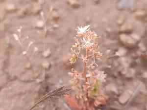 Rampion mignonette(Reseda phyteuma)