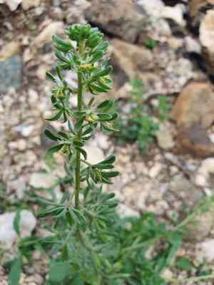 Rampion mignonette(Reseda phyteuma)