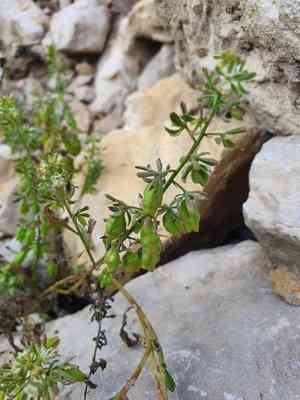 Rampion mignonette(Reseda phyteuma)