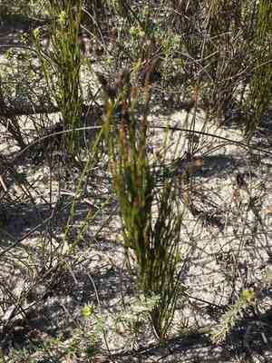 Beach pegreed(Restio eleocharis)