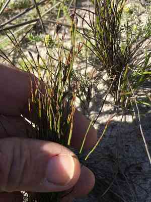 Beach pegreed(Restio eleocharis)