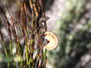 Beach pegreed(Restio eleocharis)