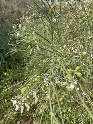 Bridal veil broom(Retama monosperma)