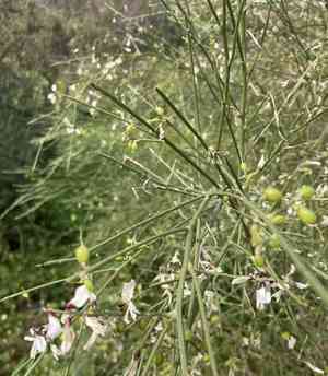 Bridal veil broom(Retama monosperma)