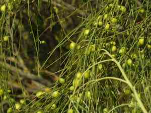Bridal veil broom(Retama monosperma)