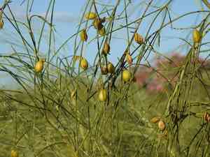 Bridal veil broom(Retama monosperma)