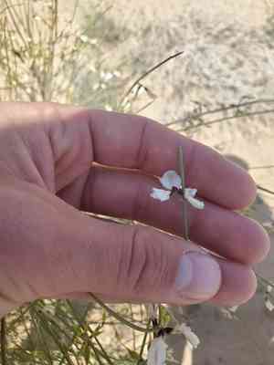 White broom(Retama raetam)