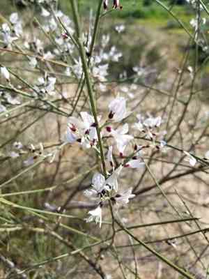White broom(Retama raetam)