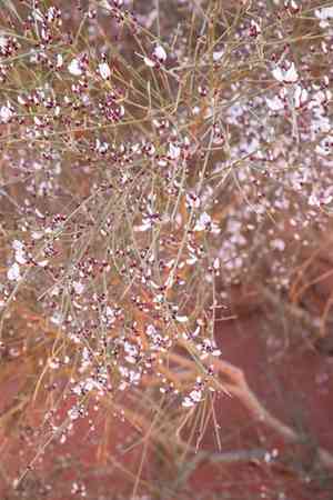 White broom(Retama raetam)
