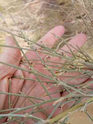 White broom(Retama raetam)