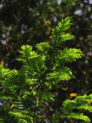 Retrophyllum rospigliosii(Retrophyllum rospigliosii)