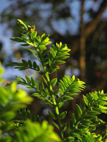Retrophyllum rospigliosii(Retrophyllum rospigliosii)