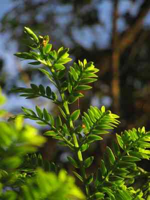 Retrophyllum rospigliosii(Retrophyllum rospigliosii)