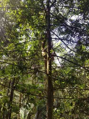 Retrophyllum rospigliosii(Retrophyllum rospigliosii)