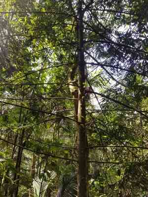 Retrophyllum rospigliosii(Retrophyllum rospigliosii)