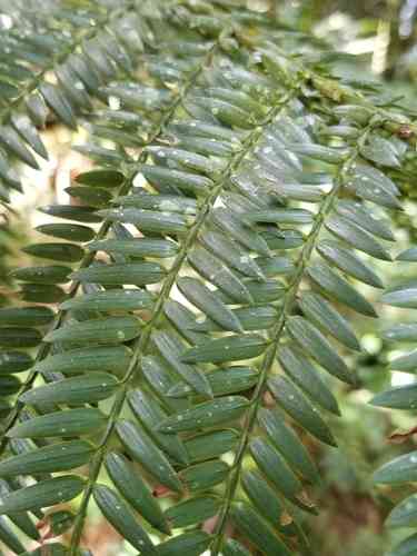 Retrophyllum rospigliosii(Retrophyllum rospigliosii)