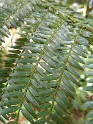 Retrophyllum rospigliosii(Retrophyllum rospigliosii)